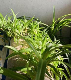 Хлорофитум