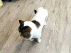 Экзотическая кошка объявление продам