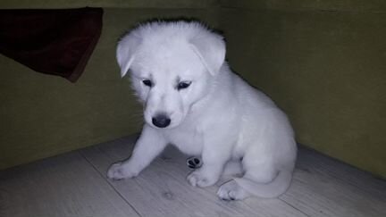 Белая швейцарская овчарка