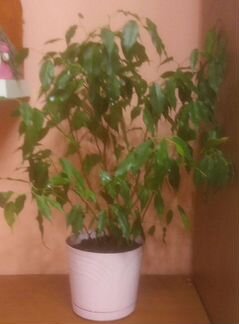 Фикус Бенджамина 65см