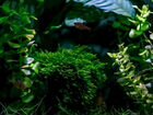 Аквариумные растения, Аквалеон - (Химки) объявление продам