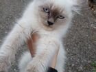 Сиамские котик и кошка объявление продам
