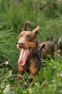 Доберман Арни в дар