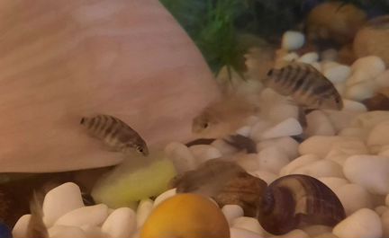 Рыба в аквариум полосатики