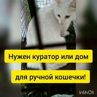 Две белоснежные красавицы ищут добрых и надежных х