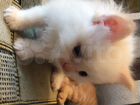 Котята в добрые руки парода сиамские 4 котенка объявление продам