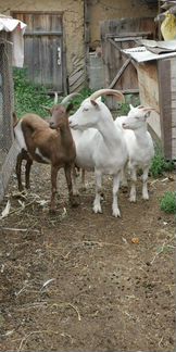 Зааненские породистые козы Дойные, молоко не пахне - фотография № 2
