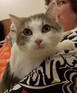 Котик Мурмурчик