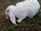 Кролик французский баран объявление продам