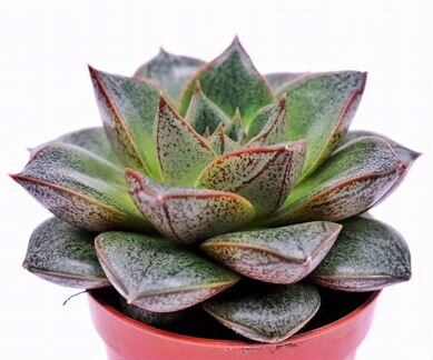 Эхеверия Пурпузорум (Echeveria Purpusorum)