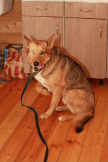 Собаке нужен дом