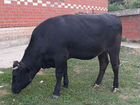 Продаются стельная корова, стельная белочка и бык объявление продам