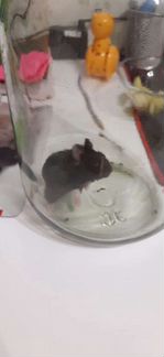 Клетка с хомяком