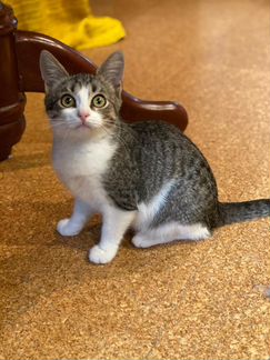 Шпротный котенок - девочка с большими глазами