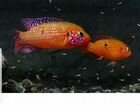 Рыбки Хромис-красавец объявление продам