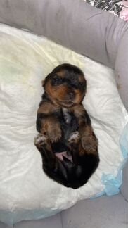 Продам щенков мини ёриков