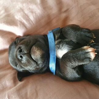 Стаффордширский бультерьер (щенки)