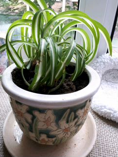 Цветы в горшках