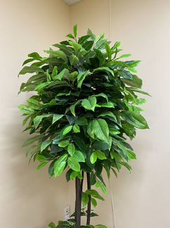 Цитрус Зеленый шар искус - растение для дома