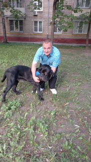 Выгулять собаку