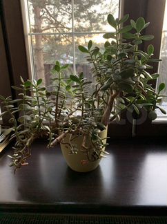 Денежное дерево толстянка 60 см