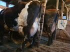 Коровы, телки, нетели объявление продам