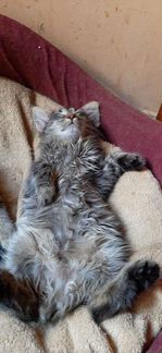 Котенок